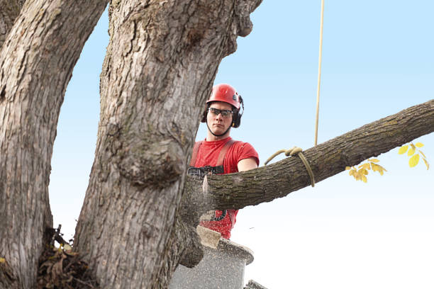 How Our Tree Care Process Works  in  Moraga, CA